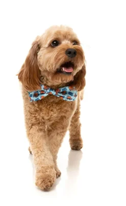 Ahoy There! - Bowtie