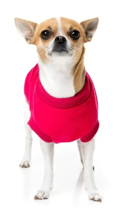 Allday 24 Sweater - Magenta