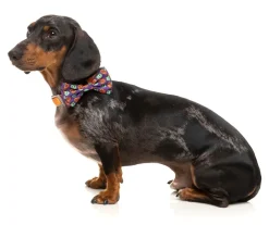 Be My Ghoul - Bowtie