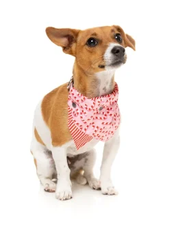 Candy Cane Pink Bandana