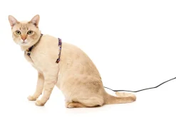 Caturday Night Fever - Cat Walking Set