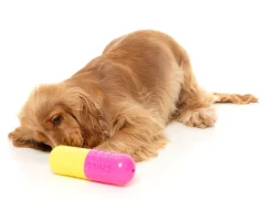 Chill Pill - Interactive Chew Toy
