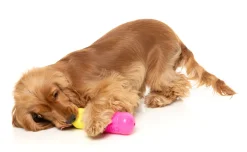 Chill Pill - Interactive Chew Toy