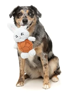 Choc Belly Bunny - Dog Toy