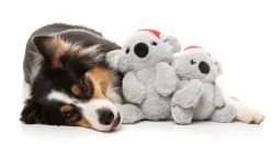 Coco Koala - Dog Toy