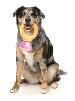 Diamond In The Ruff Ring - Dog Toy