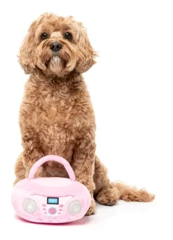 Dog Toy - Portable CD Player