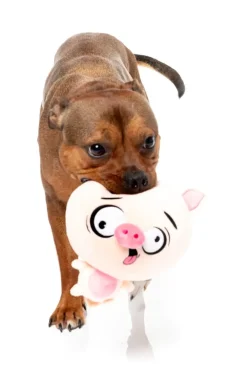 Dog Toy - Snoop Hogg