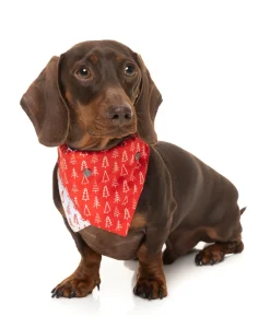 Festive Trees Bandana