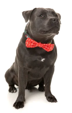 Festive Trees Bowtie