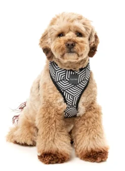 Fitzroy - Dog Harness
