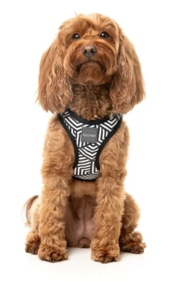 Fitzroy - Dog Step In Harness