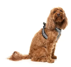 Fitzroy - Dog Step In Harness
