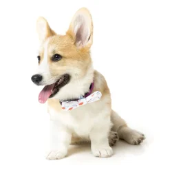 Flying High Pet Bow Tie