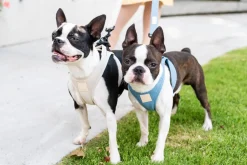 FuzzYard Life Step In Harness - French Blue