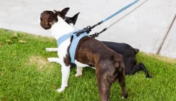 FuzzYard Life Step In Harness - French Blue