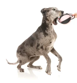 FY Active Ball Tug Dog Toy - Peach