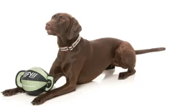FY Active Ball Tug Dog Toy - Khaki