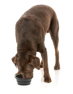 FY Active Collapsible Silicone Bowl