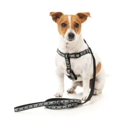 FY Active Lead - Black