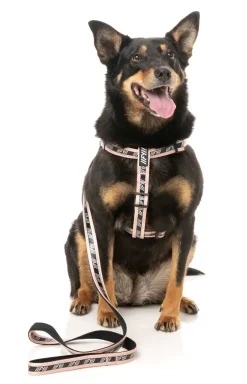 FY Active Lead - Peach