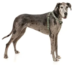 FY Active Strap Harness - Khaki