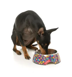 Highscore - Easy Feeder Bowl