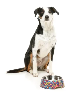 Highscore - Easy Feeder Bowl