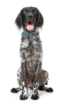 I Heart Candy Canes - Dog 2 Pack