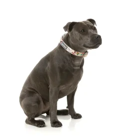 Ink'd Up - Dog Collar