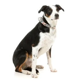 Ink'd Up - Dog Collar