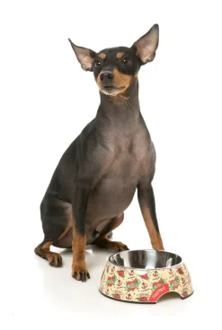 Ink'd Up - Easy Feeder Bowl