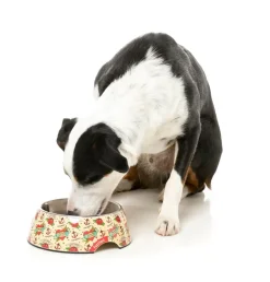 Ink'd Up - Easy Feeder Bowl