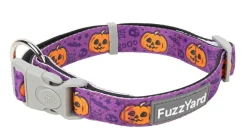 Jack Jack Jackie Lantern - Purple - Dog Collar