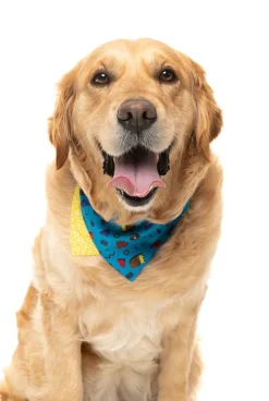 Kings of Gold School Bandana