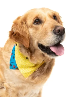 Kings of Gold School Bandana