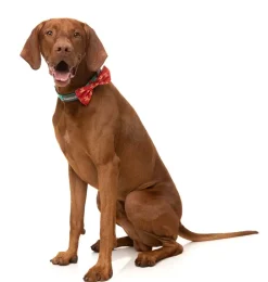 Naughty Ginger - Bowtie