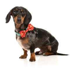 Naughty Ginger - Bowtie