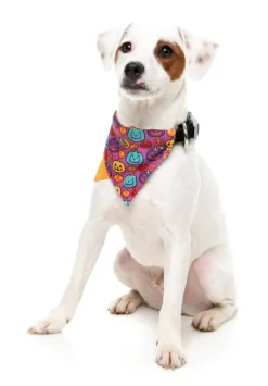 Oh My Gourd! - Dog 2 Pack