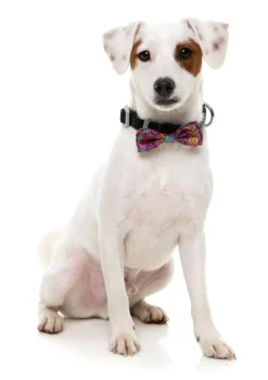 Oh My Gourd! - Dog 2 Pack