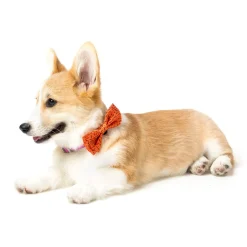 Orange Safari Pet Bowtie