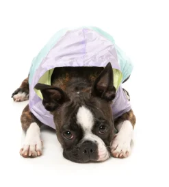 Ormond Raincoat - Purple/Blue