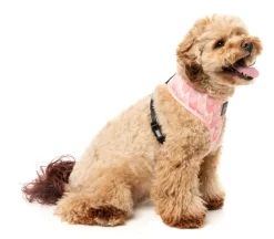 Pink Lemonade - Dog Harness