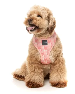 Pink Lemonade - Dog Harness