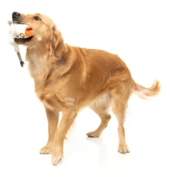 See-ya Seagull - The Yeetz - Dog Toy