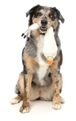 See-ya Seagull - The Yeetz - Dog Toy
