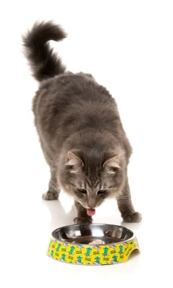 Sk8ter Gator - Easy Feeder Cat Bowl