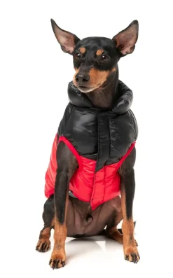 South Harlem Jacket - Red