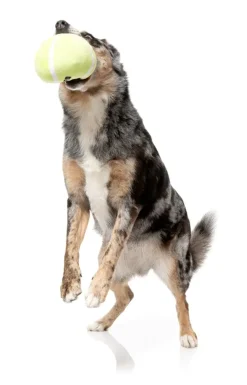 Tennis Ball - Dog Toy