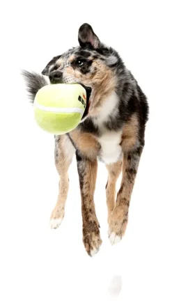 Tennis Ball - Dog Toy